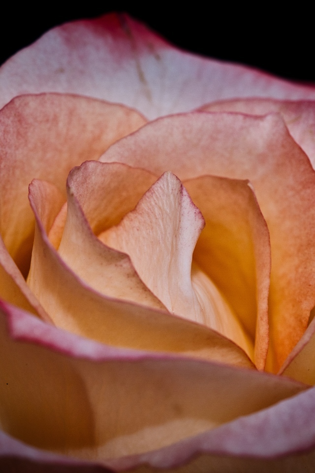 Большой розовый цветок розы на черном фоне