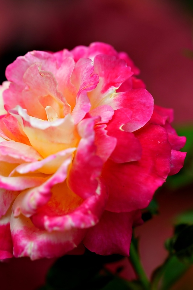 Крупная розовая роза с бутоном