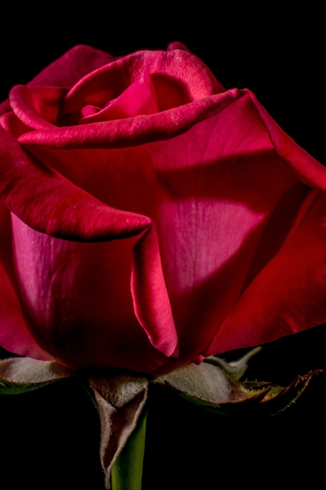 Большая красная роза крупным планом на черном фоне