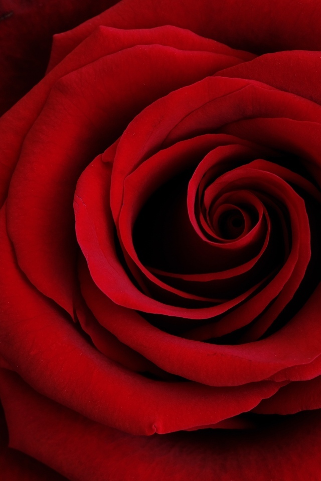 Крупные алые лепестки розы