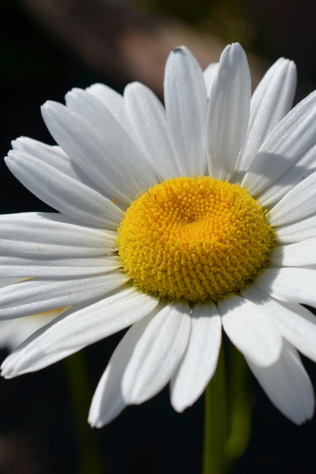Крупная белая ромашка вблизи