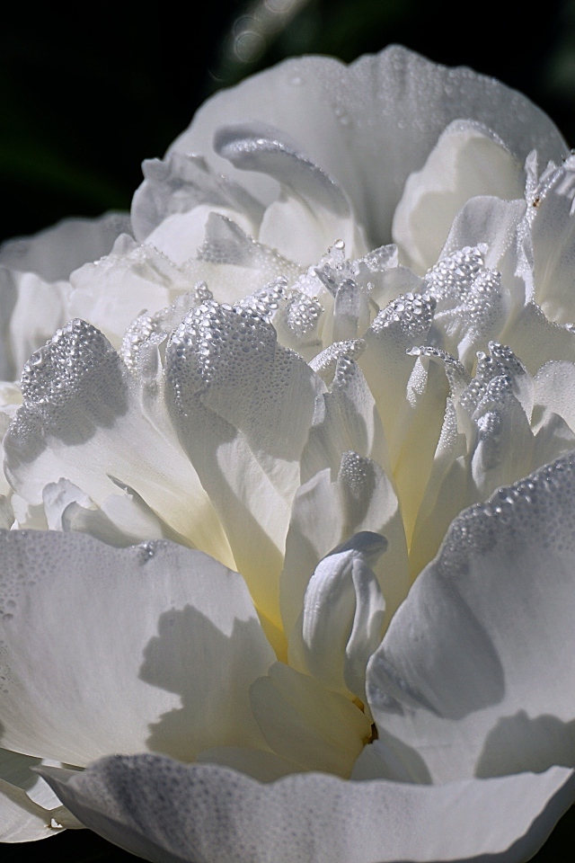 Большой белый цветок пиона крупным планом