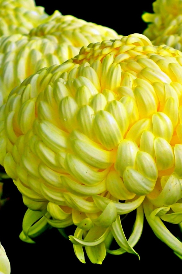 Большие желтые цветы хризантемы на черном фоне