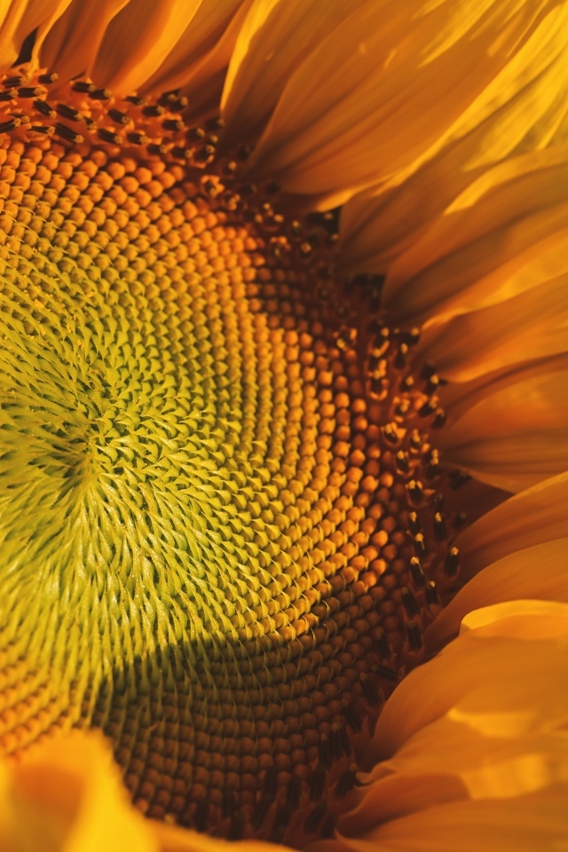 Большой желтый цветок подсолнуха в лучах солнца