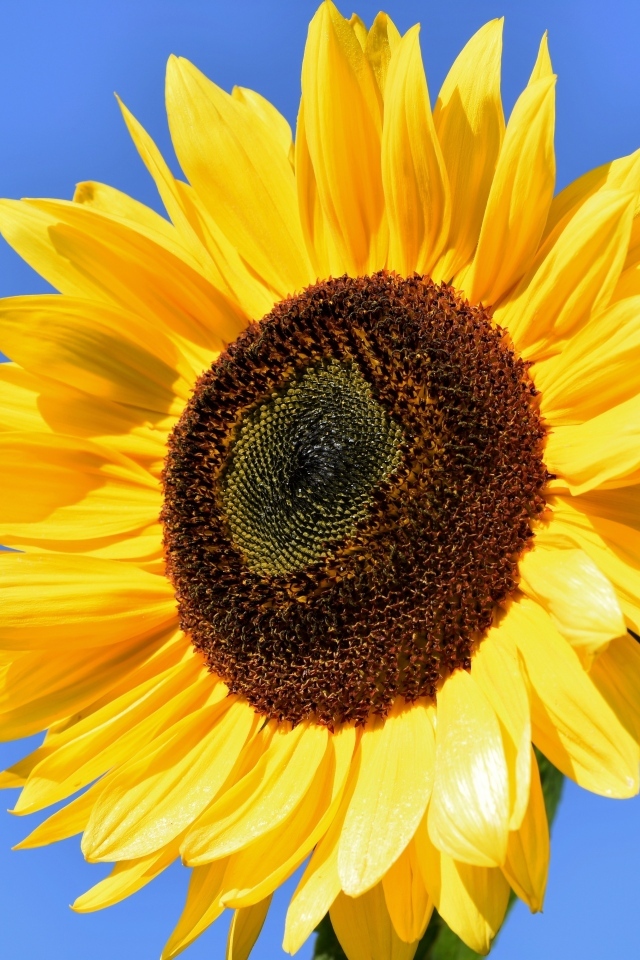 Большой цветок желтого подсолнуха на голубом фоне