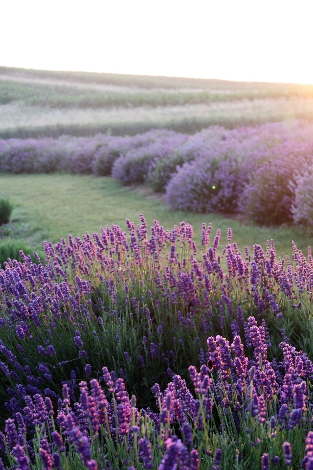 Поля лаванды на рассвете