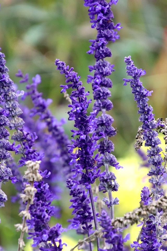 Цветы лаванды на поле 