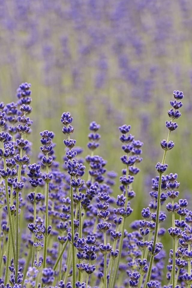 Лаванда на поле крупным планом