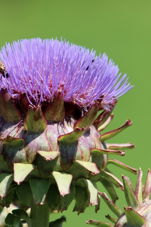 Сиреневый цветок артишока