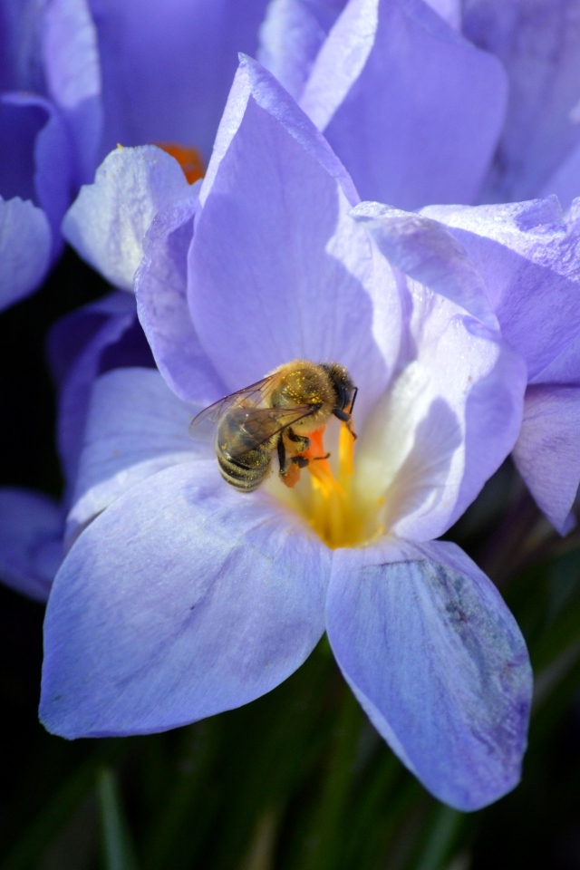 Сиреневый цветок крокуса с пчелой