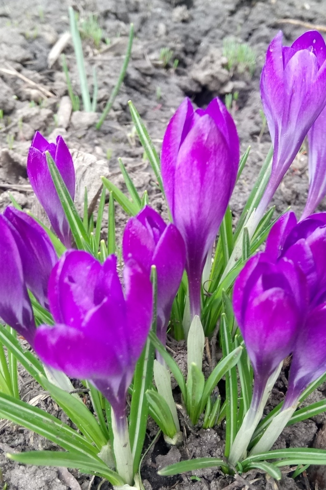 Сиреневые крокусы на черной земле