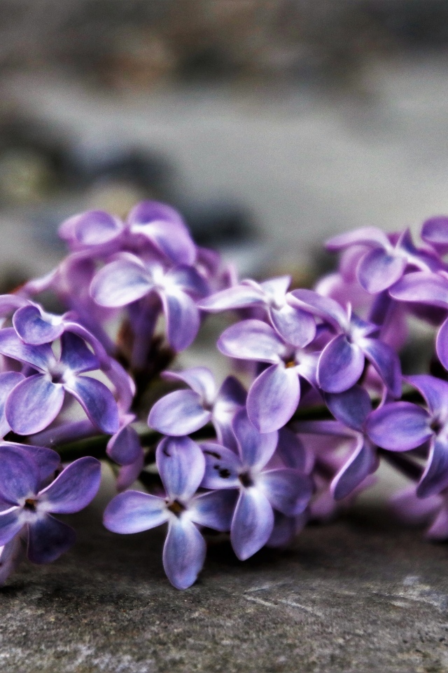 Цветок сирени на сером асфальте