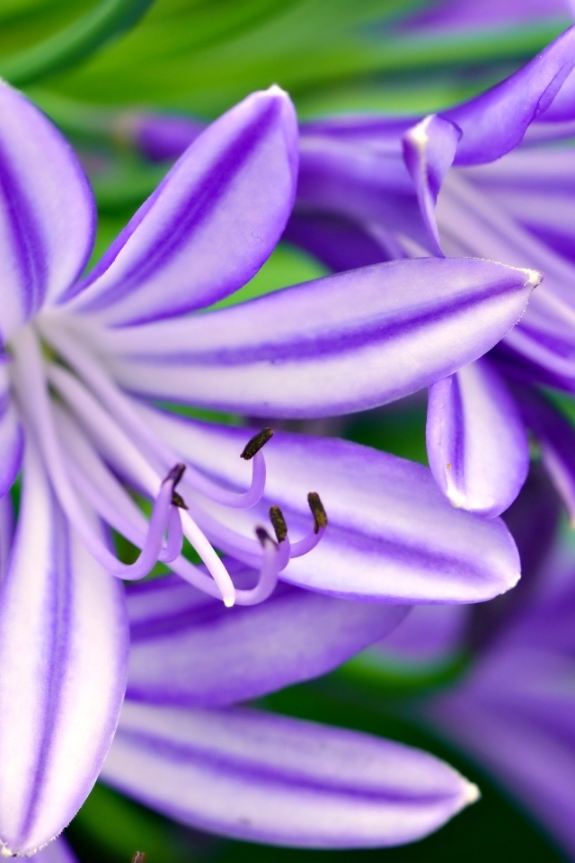 Сиреневые цветы африканская лилия