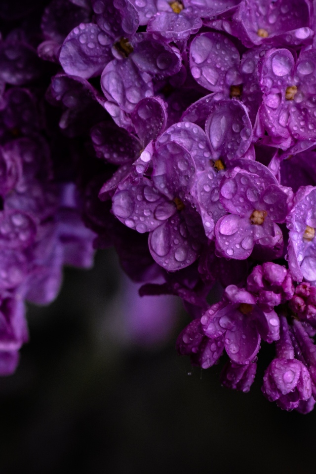 Цветы сирени в каплях воды крупным планом