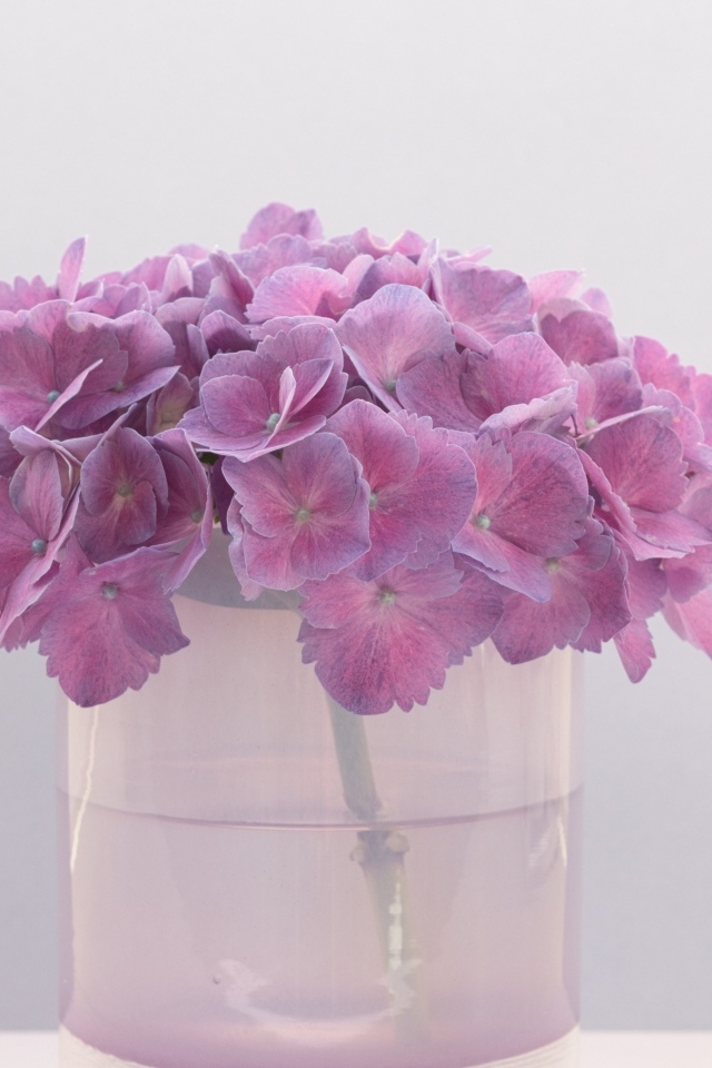 Сиреневые цветы гортензии в вазе