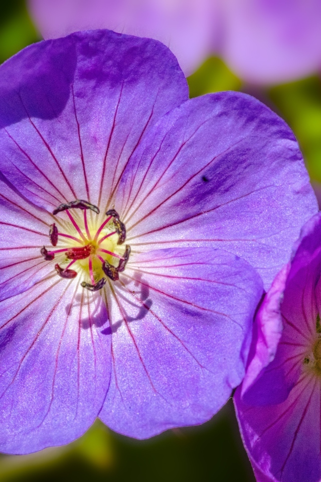 Сиреневые цветы флокса крупным планом