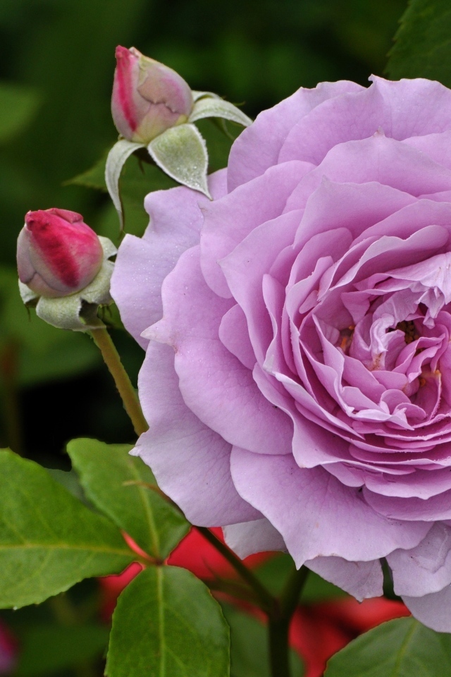 Сиреневая роза с бутонами крупным планом