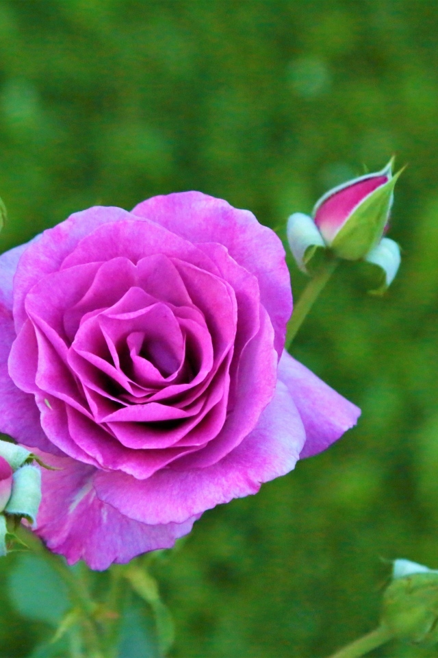 Сиреневая роза с бутонами на клумбе