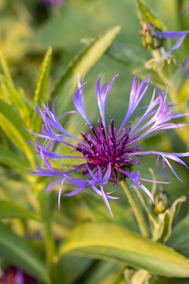 Сиреневые полевые цветы в лучах солнца