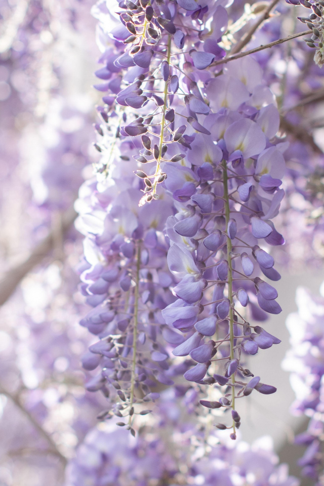 Сиреневые цветы глициния на ветках