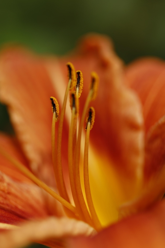 Серединка и оранжевые лепестки лилии