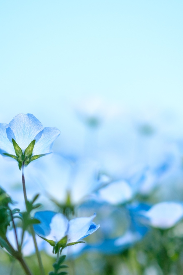 Маленькие синие незабудки на поле 