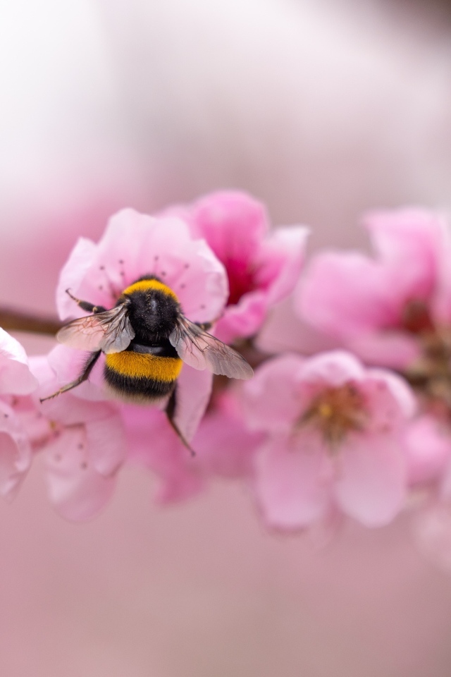 Маленький шмель на розовых цветах весной