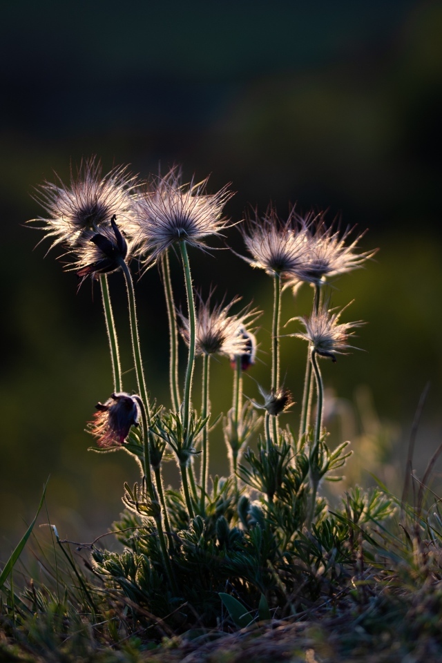 Маленькие полевые цветы в лучах солнца