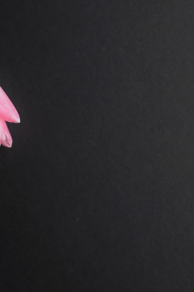 Одинокий розовый тюльпан на сером фоне