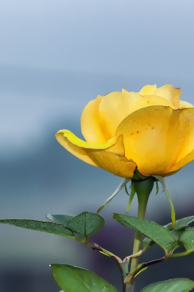 Одинокая желтая роза на сером фоне