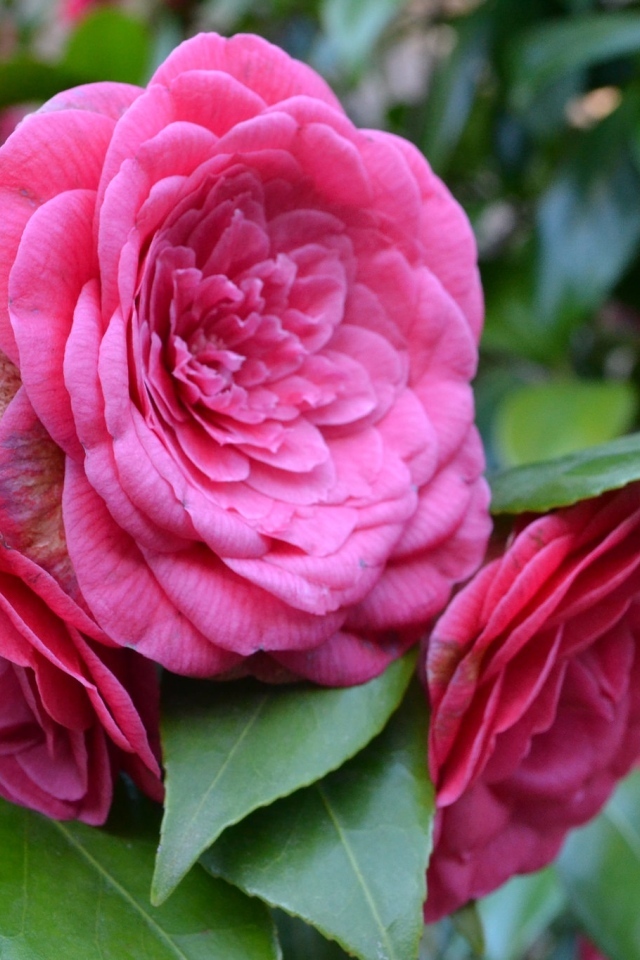 Много розовых цветов камелии