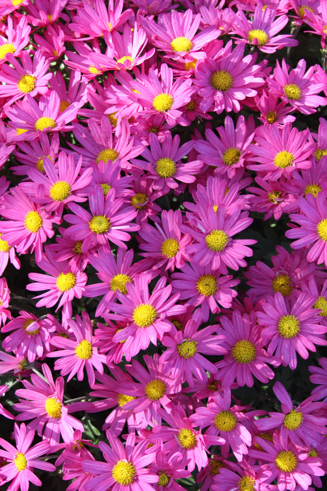 Много розовых цветов хризантемы