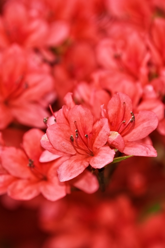 Много красных цветов рододендрона