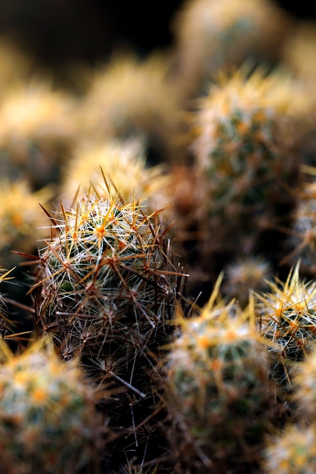 Много маленьких колючих кактусов