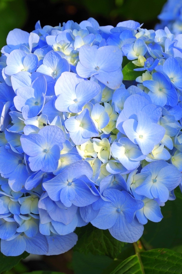 Пышные синие цветы гортензии