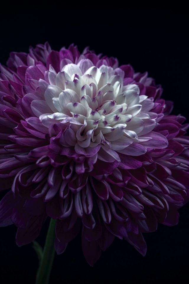 Пышная сиреневая хризантема на черном фоне