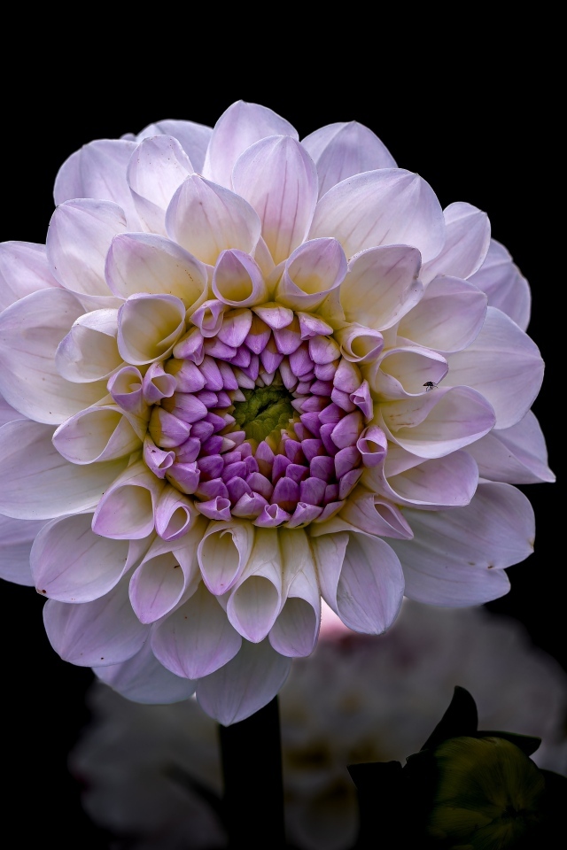 Пышная сиреневая георгина крупным планом