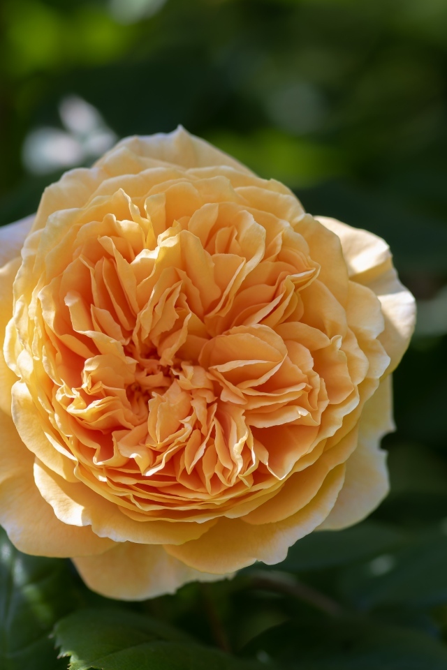 Пышная оранжевая роза в лучах солнца