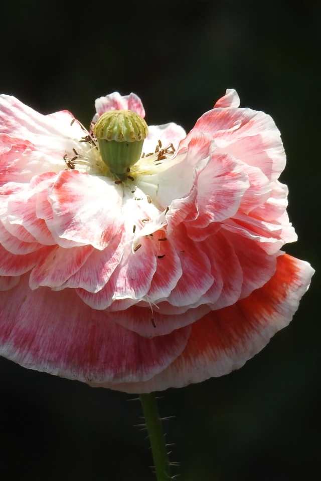 Пышный розовый цветок мака