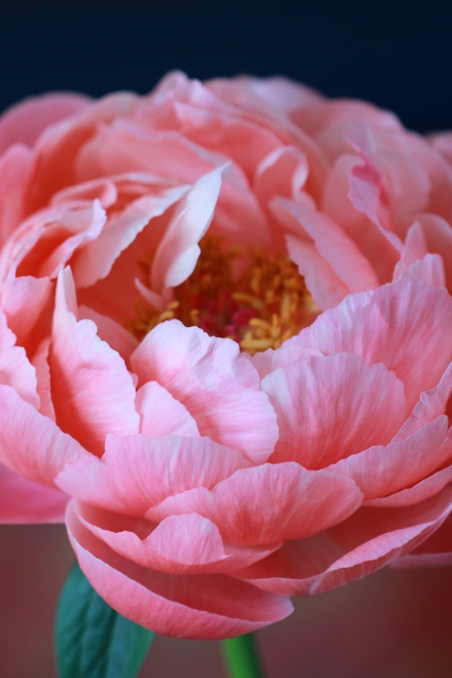 Пышный розовый цветок лютика крупным планом