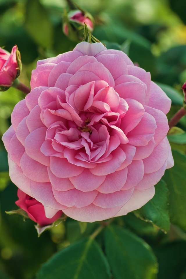 Пышная розовая роза с бутонами