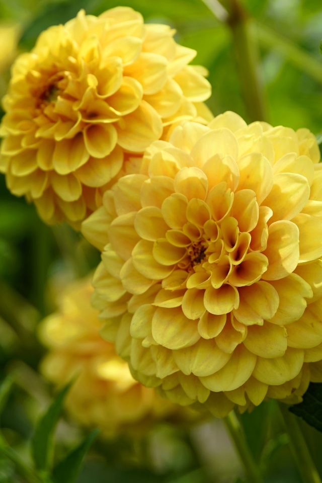 Пышные цветы желтой георгины