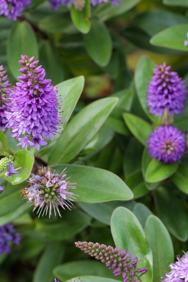 Много красивых сиреневых цветов с зелеными листьями