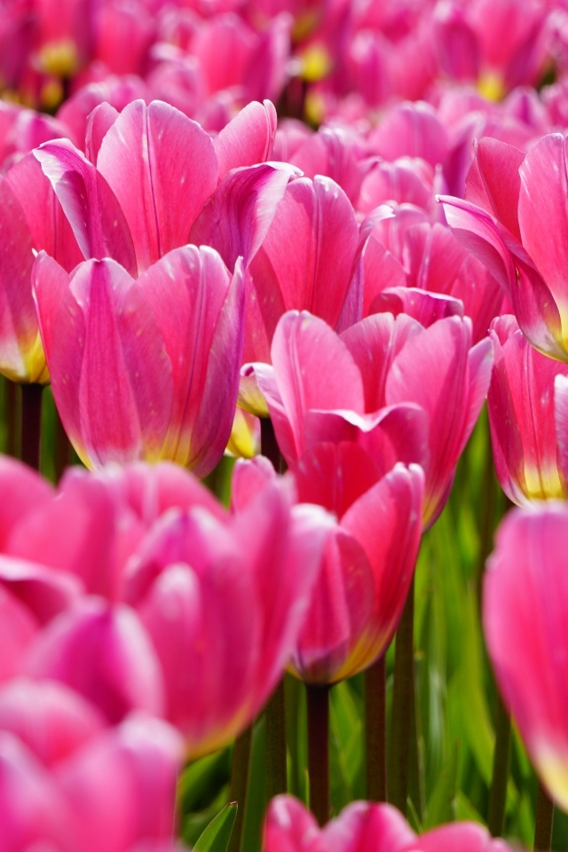 Много красивых розовых тюльпанов на поле