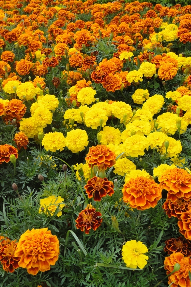 Много разноцветных бархатцев на клумбе