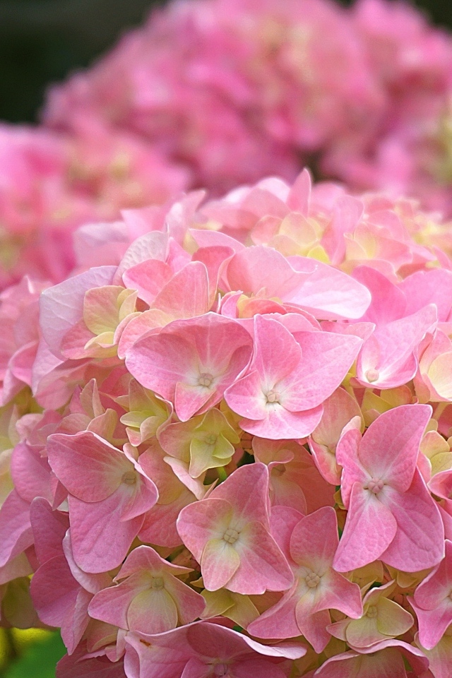 Много розовых крупных цветов гортензии