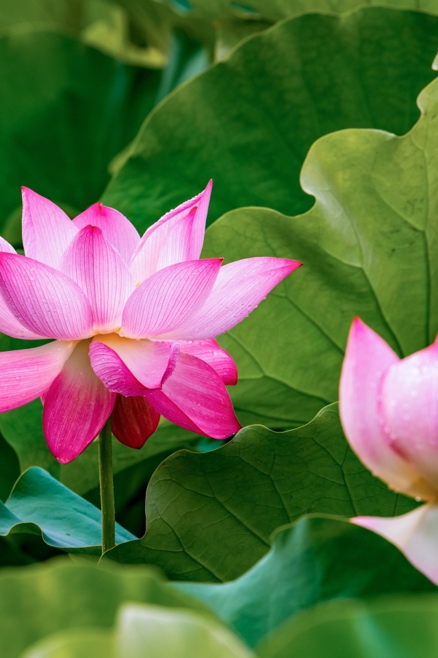 Много розовых лотосов в зеленых листьях