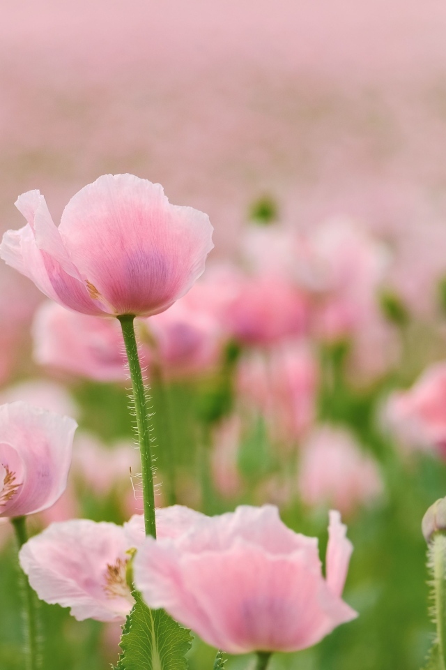 Много розовых цветов мака на поле