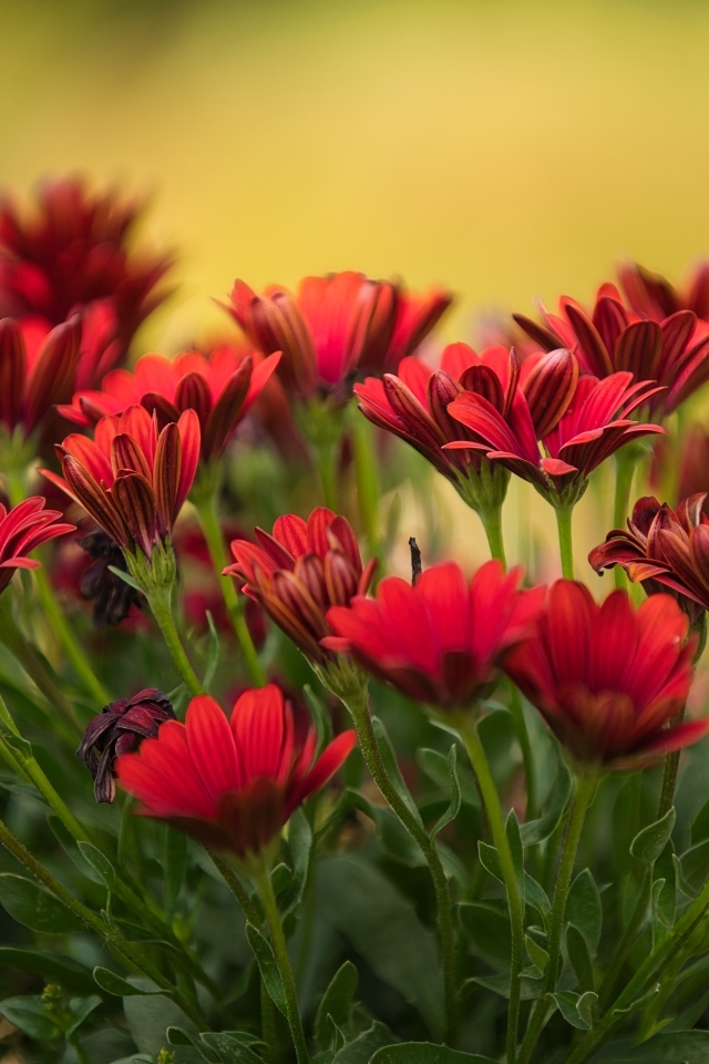 Много красных цветов остеоспермум крупным планом