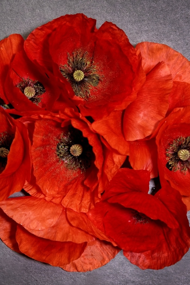 Много красных цветов мака на сером фоне